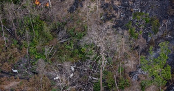 Monitoring of deforestation, forest fires, and burns in the Amazon in July 2024Monitoramento do desmatamento, incêndio florestal e queimadas na Amazônia em julho de 2024