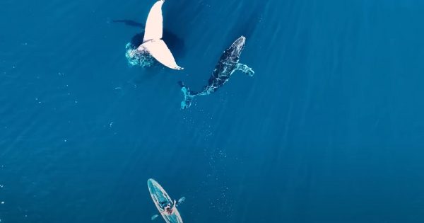 encontro-baleia-conexao-planeta