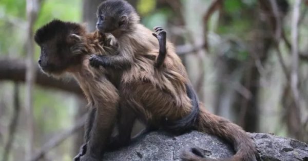 esforco-femea-macaco-cuidar-filhote-conexao-planeta