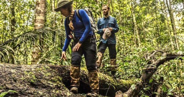 especialistas-em-ecologia-de-florestas-tropicais-investigam-mortalidade-das-grandes-árvores-da-Amazonia-foto-dado-galdieri-hilaea-media-menor