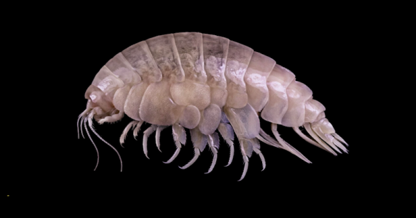 especie-de-crustaceo1-encontrada-no-pacifico-profundo-recebe-nome-inspirado-por-plastico-encontrado-em-seu-corpo