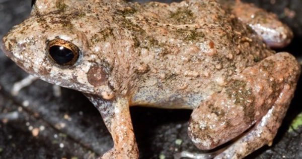 especie-de-ra-recem-descoberta-amazonia-canta-como-passarinho-abre-foto-divulgacao