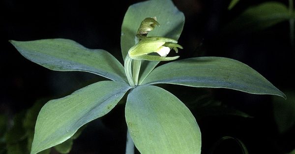 especie-orquidea-redescoberta-120-anos-conexao-planeta