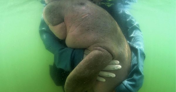 especie-peixe-boi-dugongo-famoso-tailandia-morre-plastico-intestino-2-conexao-planeta