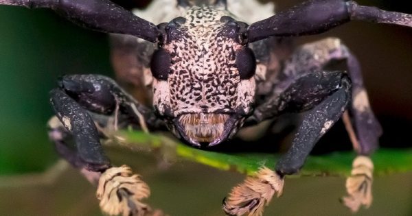 ﻿Espécie raríssima de besouro venenoso é encontrada no interior de São Paulo