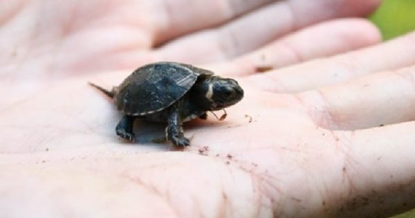 especie-tartaruga-extinta-natureza-salva-templo-hindu-india-conexao-planeta