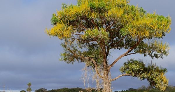 especies-arvores-cerrado-bernard-dupont-wikimedia-commons-conexao-planeta