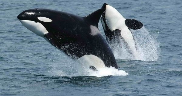 Estado americano vai investir US$ 1 bilhão em programa para salvar baleias orcas da extinção