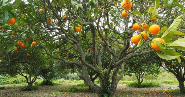 estudo-brasileiro-potencial-madeira-laranjeira-recebe-premio-japao-conexao-planeta