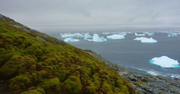 esverdeamento-antartica-matt-amesbury-conexao-planeta