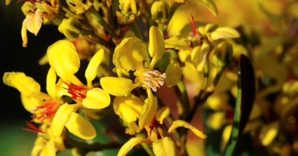 flor encontrada na expedição às montanhas da Floresta Amazônica