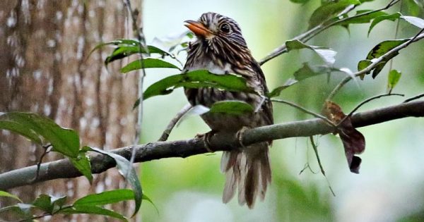 expedicao-registra-ocorrencia-especies-aves-acre-conexao-planeta