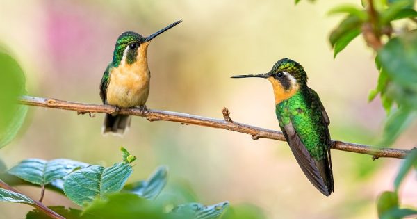 extincao-especies-aves-mais-parecidas-conexao-planeta