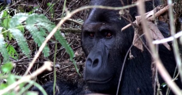 extincao-maior-primata-do-mundo-gorila-de-grauer