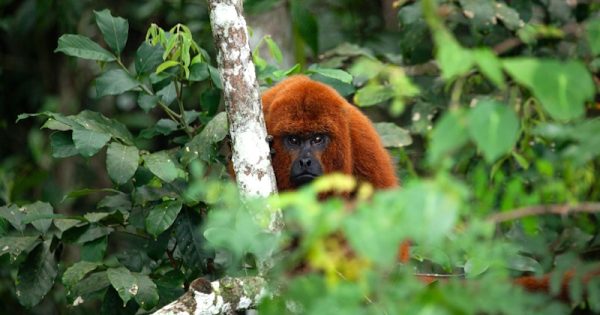 extintos-ha-260-anos-em florianopolis-anos-bugios-ruivos-voltam-as-florestas-da-ilha-foto-foto-gustavo-fonseca-IFB-
