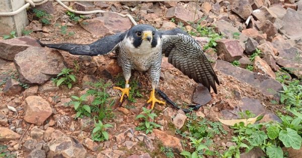 falcao-peregrino-parana-conexao-planeta