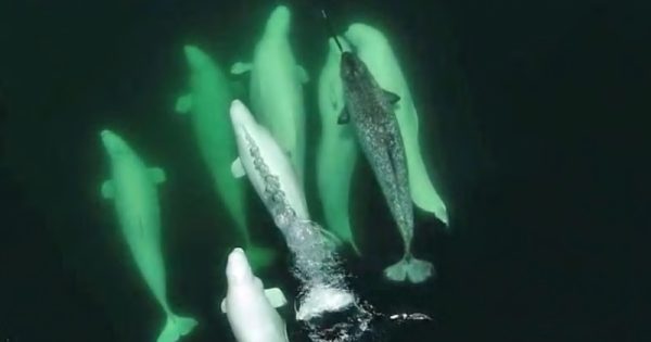 Narval é adotado por família de belugas em exemplo inspirador da natureza