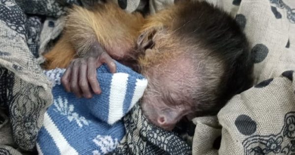 fenix-macaquinho-imasul-conexao-planeta