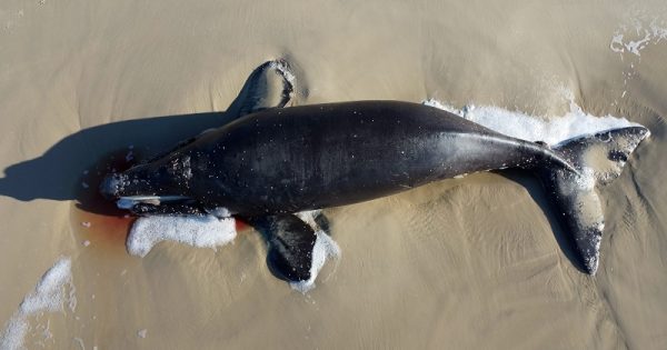 filhote-baleia-franca-morte-floripa-2-conexao-planeta