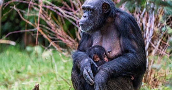 filhote-chimpanze-conexao-planeta