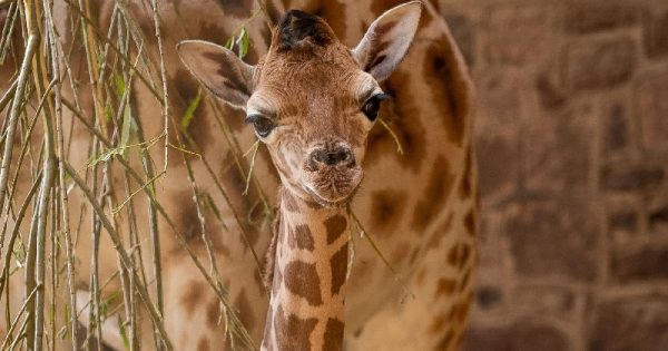 filhote-girafa-nascimento-stanley-conexao-planeta