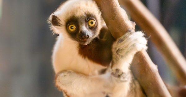 filhote-lemure-dancarino-2-conexao-planeta