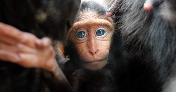 filhote-macaco-negro-sulawesi-conexao-planeta