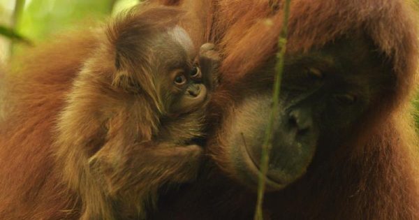 filhote-orangotango-sumatra-conexao-planeta