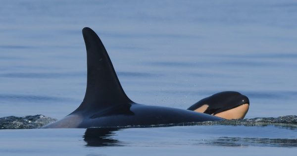 filhote-orca-conexao-planeta