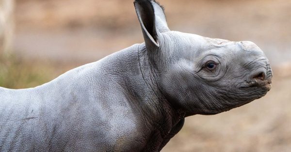 filhote-rinoceronte-abre-conexao-planeta
