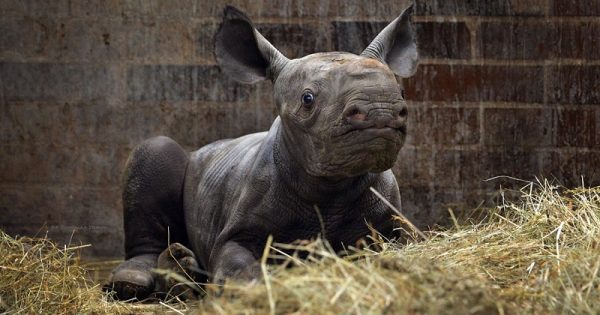 filhote-rinoceronte-kiev-2-conexao-planeta