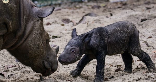filhote-rinoceronte-sumatra-2-conexao-planeta