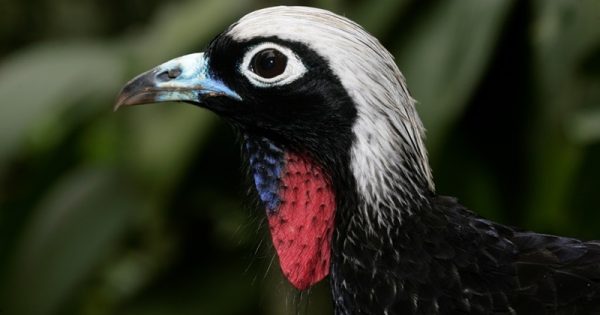 Black-fronted piping-guan, Penelope jacutinga