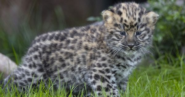 filhotes-leopardo-amur-3-conexao-planeta