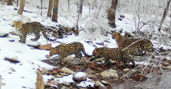 filhotes-leopardo-amur-nctlnpa-conexao-planeta