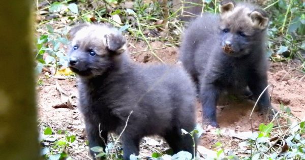 Depois de 12 anos, filhotes de lobo-guará nascem no zoo de Bauru