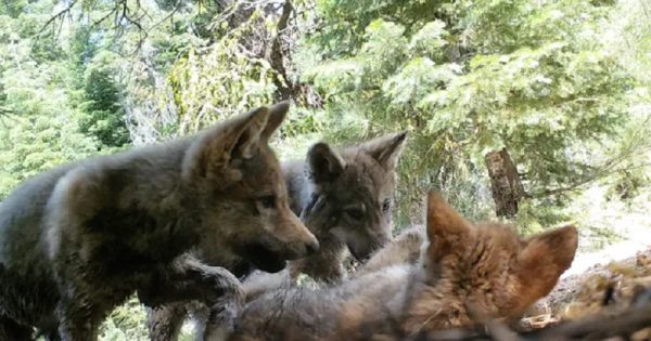 filhotes-lobos-california-conexao-planeta