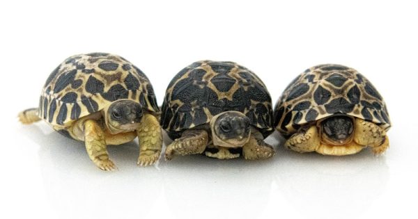 filhotes-tartaruga-madagascar-2-conexao-planeta