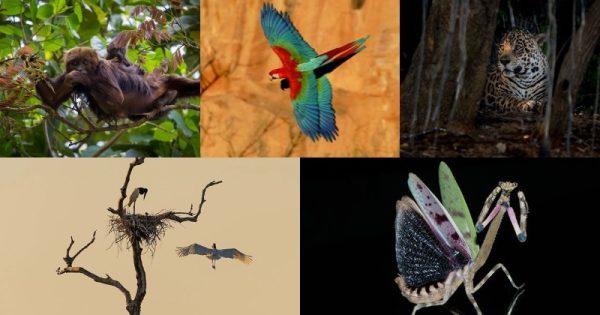 Conheça os finalistas do 2o Concurso Conexão Planeta de Fotografia de Animais!