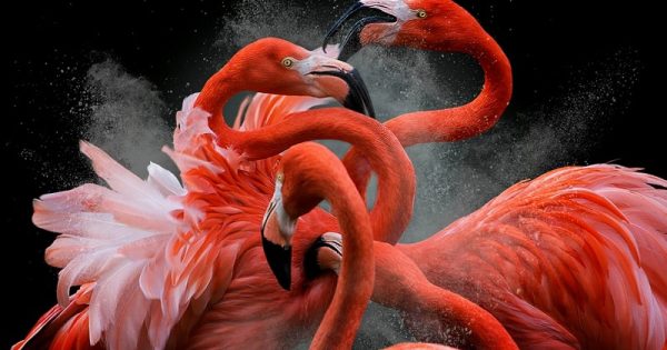 Flagrantes (incríveis) dos vencedores do Bird Photographer of the Year 2018