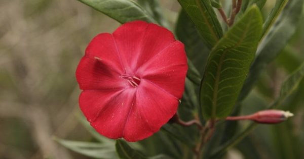 flor-de-carajas-alysson-de-souza-conexao-planeta