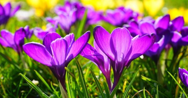 desabrochar de flores na primavera