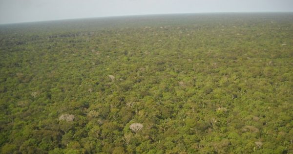 floresta amazônica