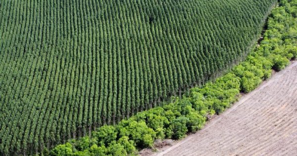 Florestas do Amapá correm risco de serem dizimadas por plantações de soja e eucalipto