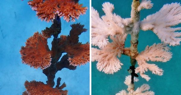 florida-branqueamento-2-corais-conexao-planeta