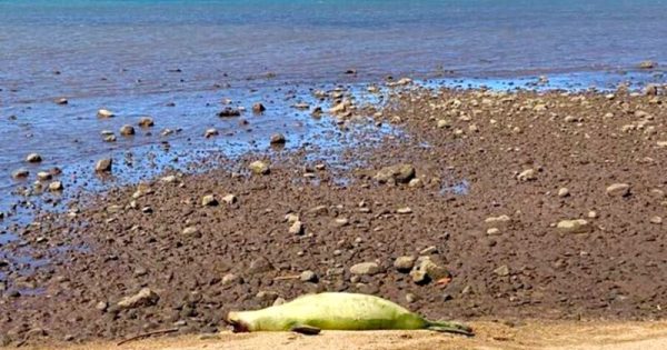 foca-monge-do-havai-e-encontrada-morta-com-um-tiro-na-cabeca-foto-divulgacao-hawaii-marine-animal-response