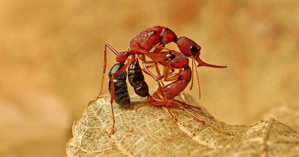 formigas-operaria-rainha-conexao-planeta