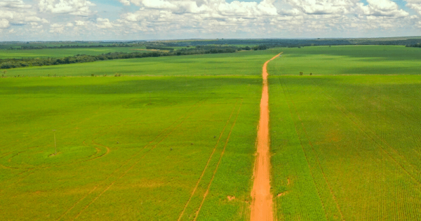 fornecedoras-da-cargill-e-bunge-sao-flagradas-por-desmatamento-ilegal-na-amazonia-e-no-cerrado-foto-agencia-publica