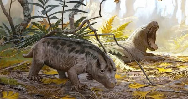 fossil-antepassado-mamifero-julia-doliveira-conexao-planeta