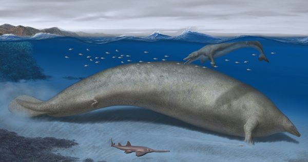 fossil-baleia-peru-3-conexao-planeta